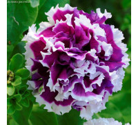 Цветы петуния махровые Пируэтт парпл "Люкс"